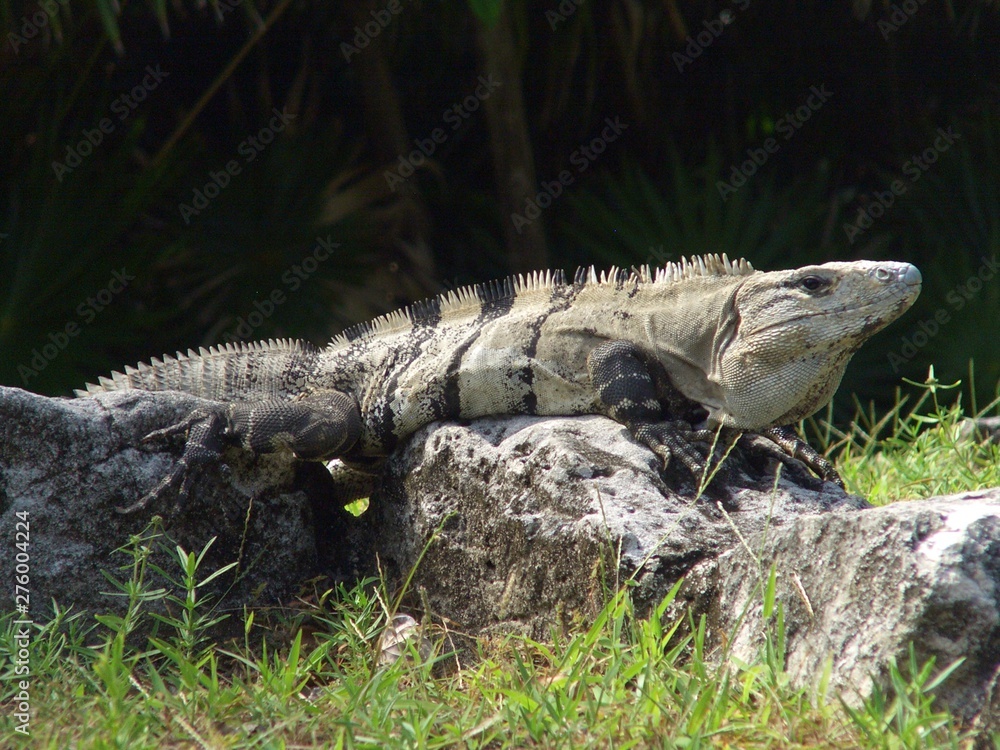 iguana sunning on the stone in the park iguana sunning on the stone in the park