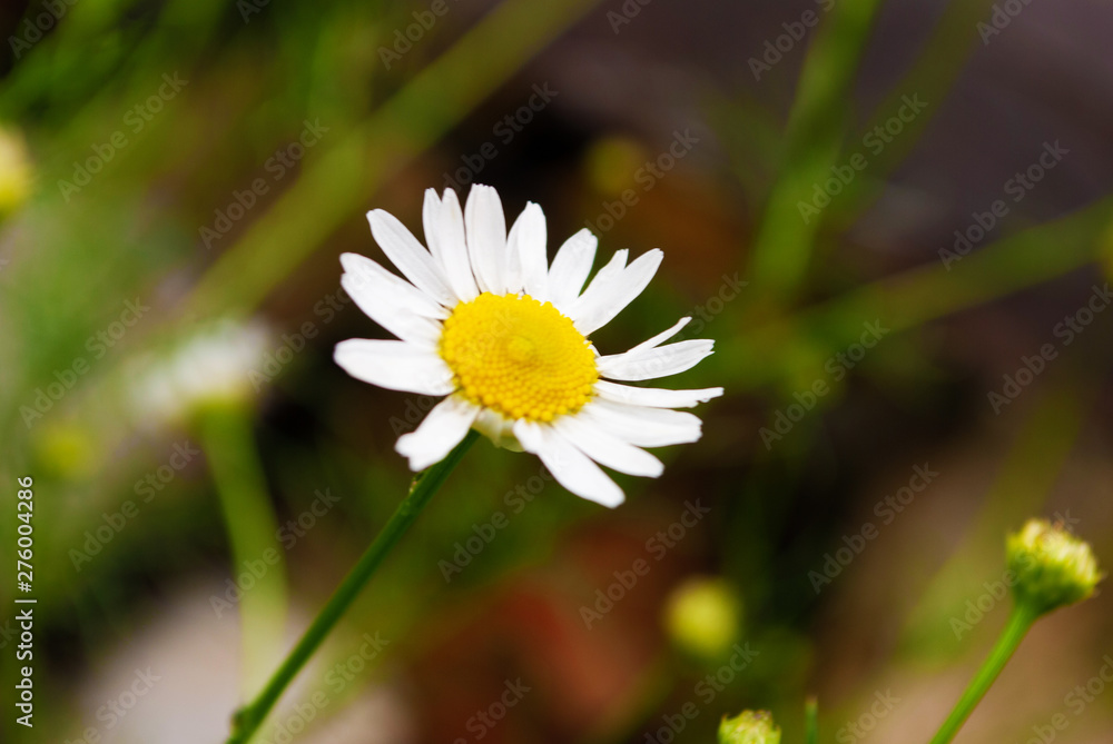 Obraz premium chamomile closeup. macro. summer flowers