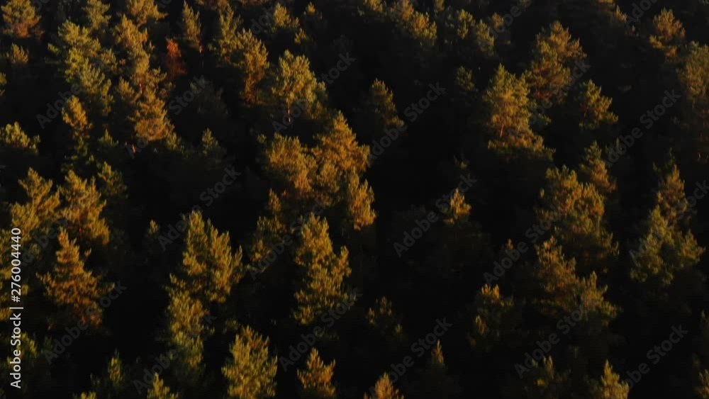 Top view drone flying above trees, tilt up to reveal atmospheric autumn forest landscape and clear sky horizon. Top view drone flying above trees, tilt up to reveal atmospheric autumn forest landscape and clear sky horizon.