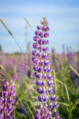 Fototapeta Naklejka Na Ścianę i Meble -  Lupinus, lupin, lupine field with pink purple and blue flowers. Bunch of lupines summer background