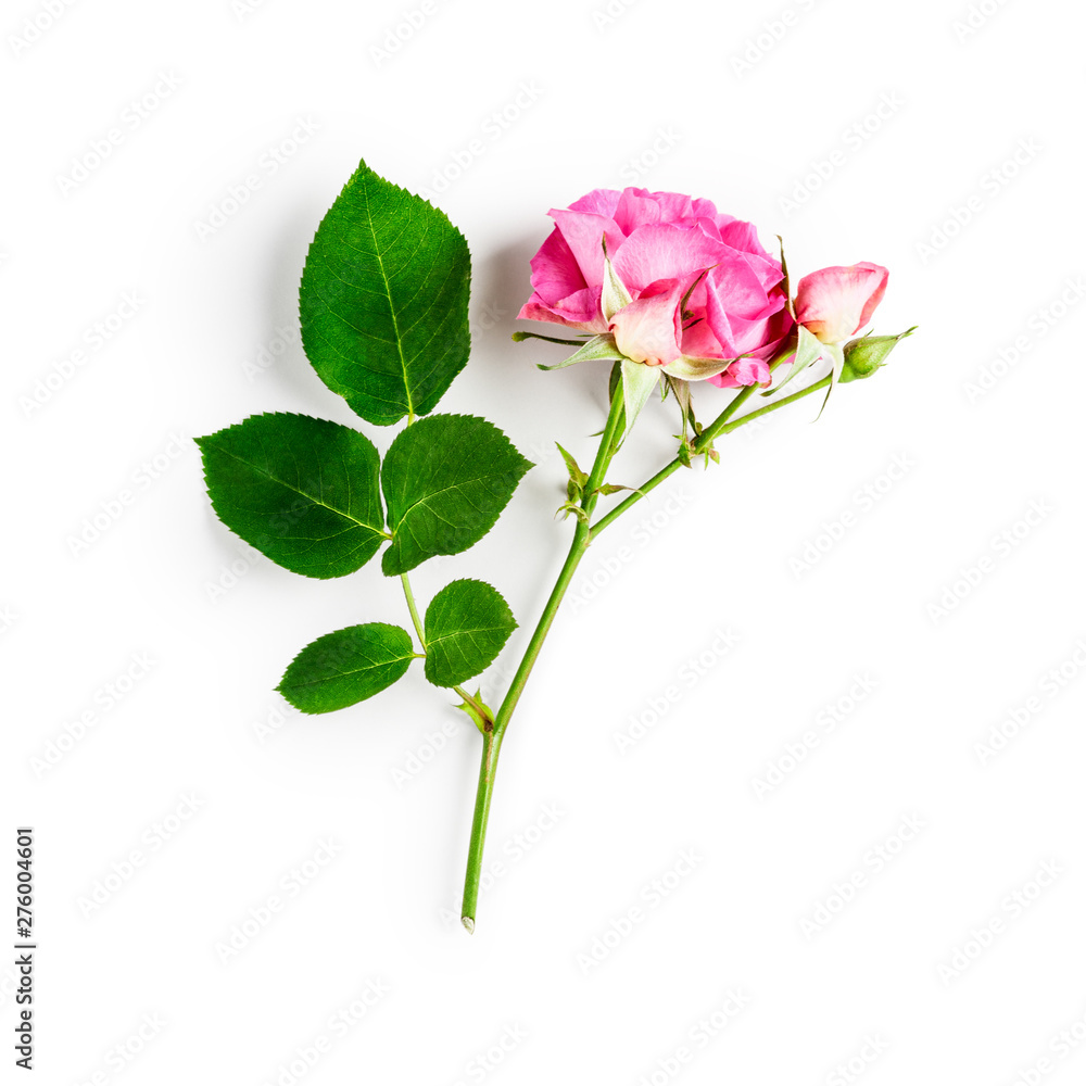 Obraz premium Pink rose flower with bud, stem and leaves