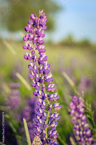 Fototapeta Naklejka Na Ścianę i Meble -  Lupinus, lupin, lupine field with pink purple and blue flowers. Bunch of lupines summer background