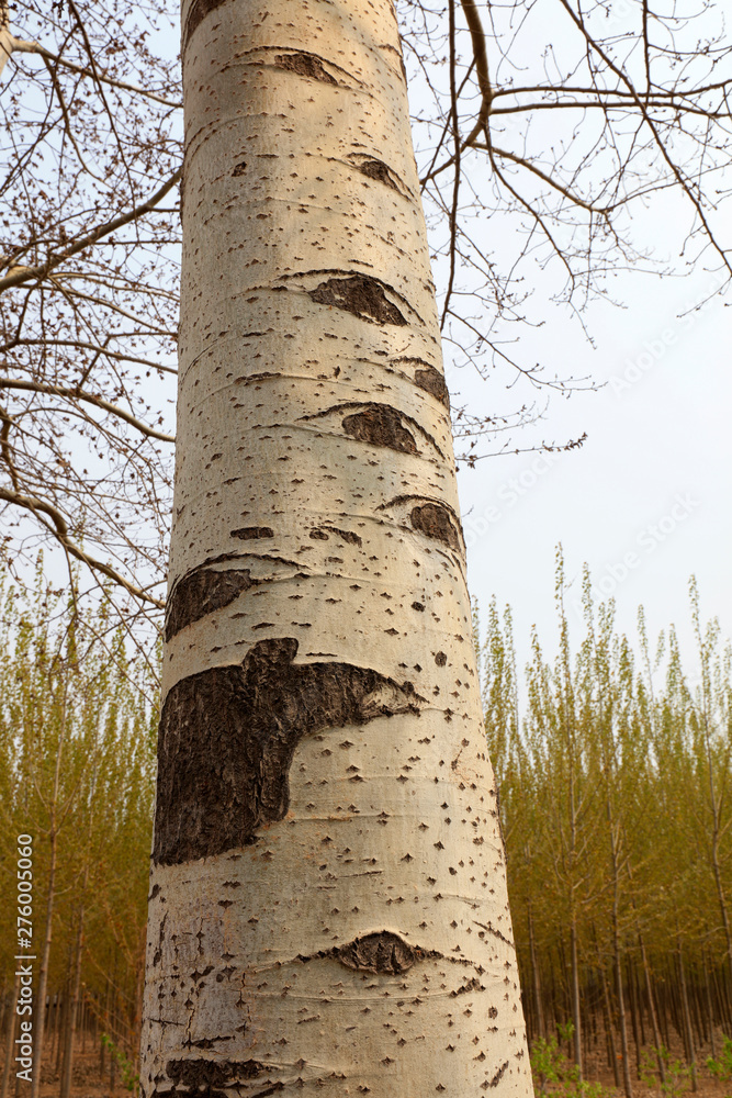 Fototapeta premium scar on the trunk of Populus tomentosa