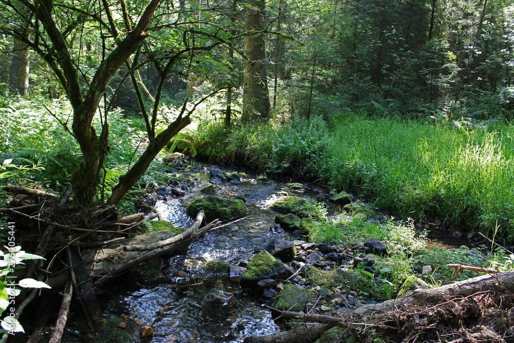 Fototapeta premium bachlauf im wald 2