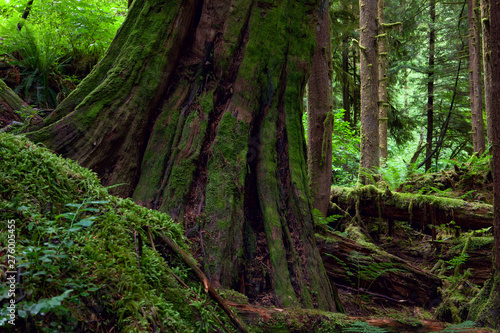 rainforest, Canada BC © Miloslav Doubrava