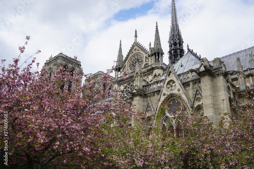 view of notre-dame, Paris in the spring with pink blossoming trees
