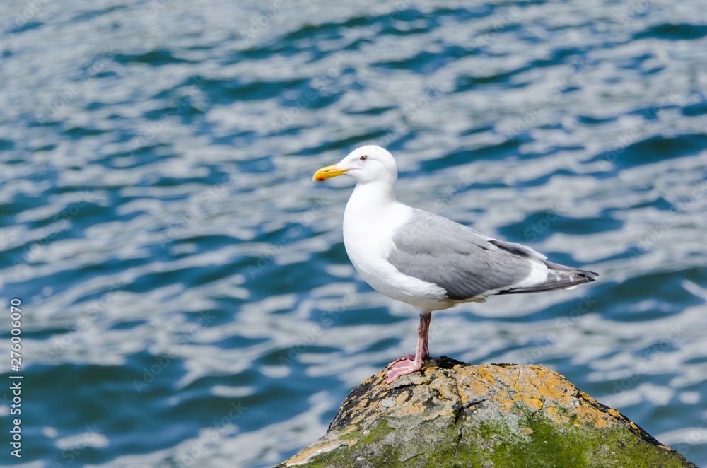 Seagull perched on a rock with water in the background Seagull perched on a rock with water in the background
