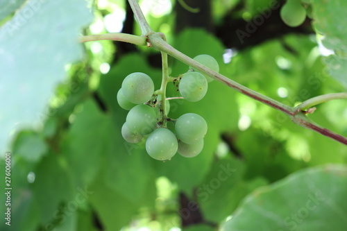 Closeup view of the green vine grapes