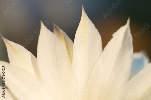 Fototapeta Naklejka Na Ścianę i Meble -  delicate pastel cactus flower. Echinopsis