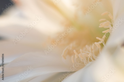 delicate pastel cactus flower. Echinopsis