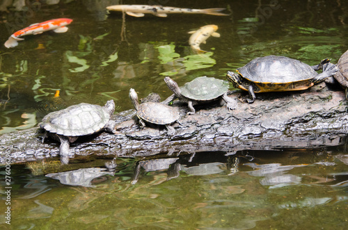 Turtles on a log with koi carp swimming in the water