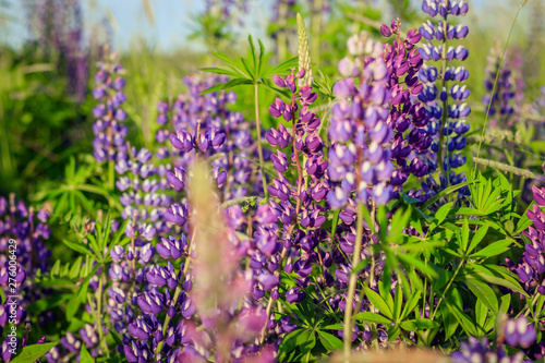 Lupinus  lupin  lupine field with pink purple and blue flowers. Bunch of lupines summer background