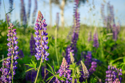 Lupinus, lupin, lupine field with pink purple and blue flowers. Bunch of lupines summer background