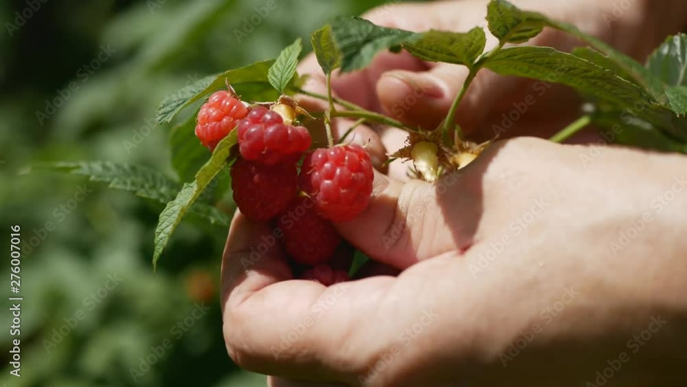 the hands of a farmer picking raspberries on his organic farm the hands of a farmer picking raspberries on his organic farm