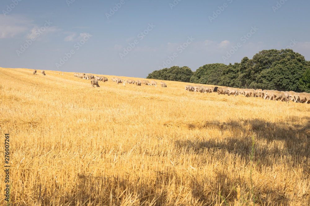 Wheat farm and field of sheeps