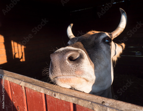 close up head of ginger cute cow looking from the stall, selective focus on muzzle photo