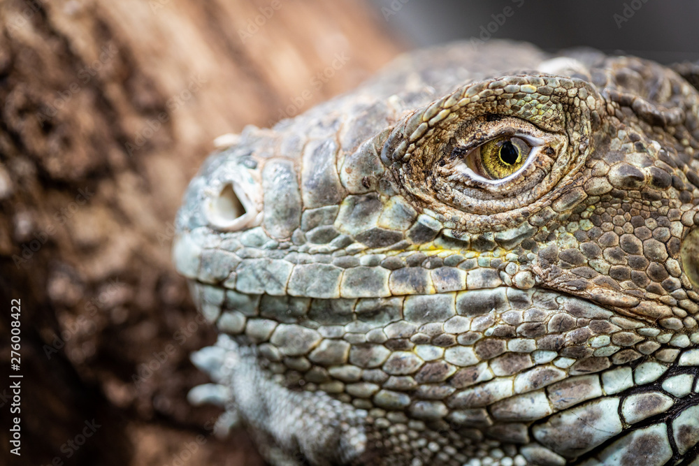 Fototapeta premium Grüner Leguan