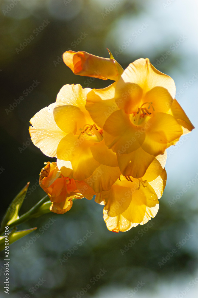 flower backlighted by the sun