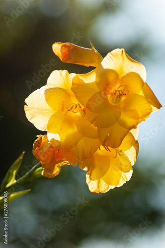 flower backlighted by the sun