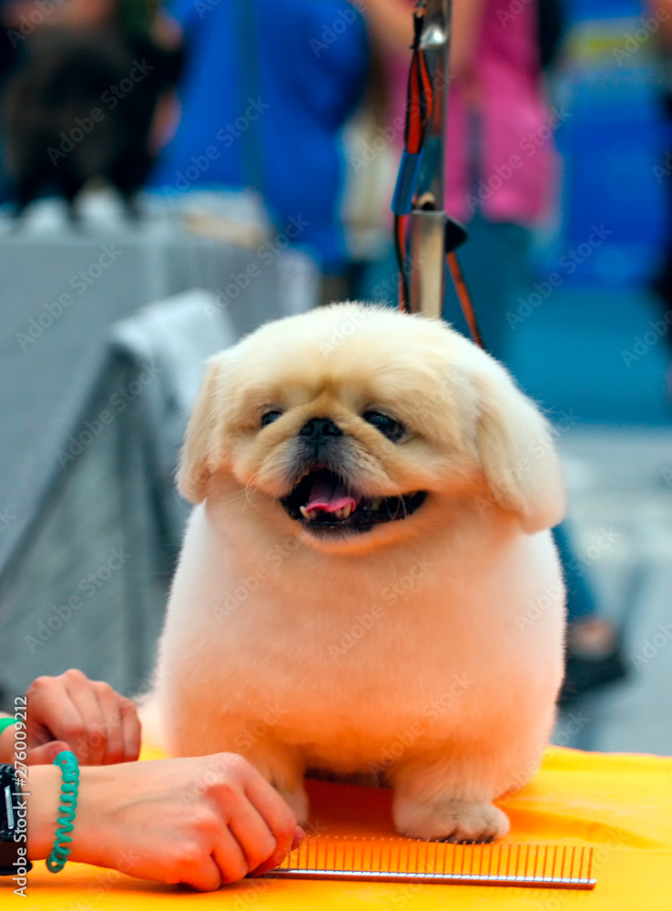 Pekingese sales grooming cuts