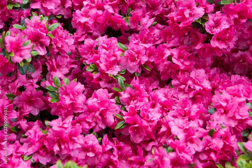 Bloom and beauty. Pink bloom on sunny day. Flower bloom in blossoming time. Summer bloom on natural background