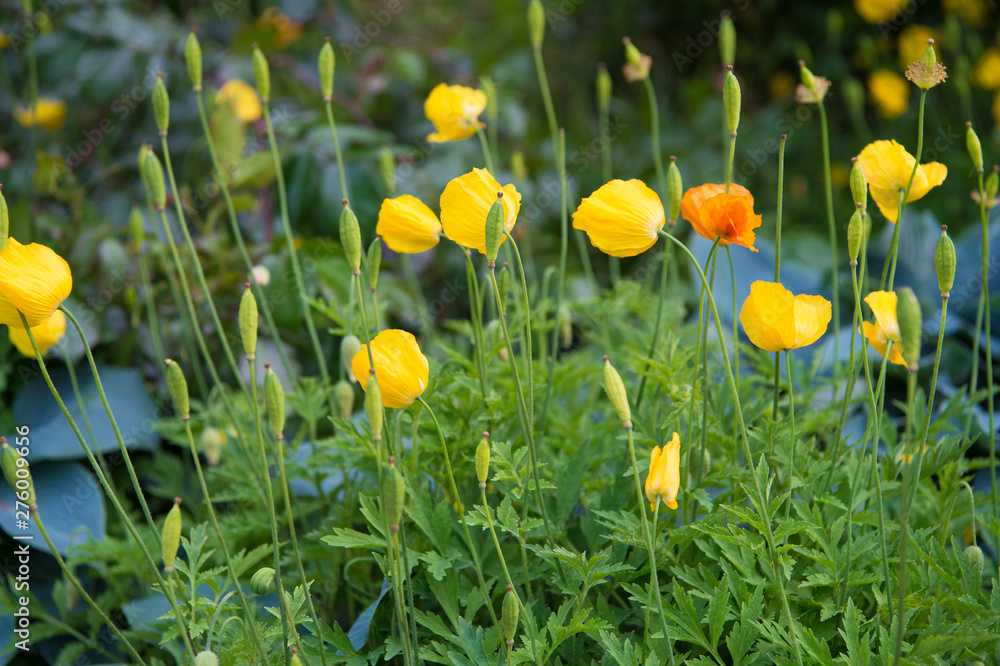 Fototapeta premium The source of the narcotic drug opium. Yellow poppy bloom. Poppy flowers in flowerbed. Poppy buds with yellow petals on natural green background. Poppy plants flowering on summer day