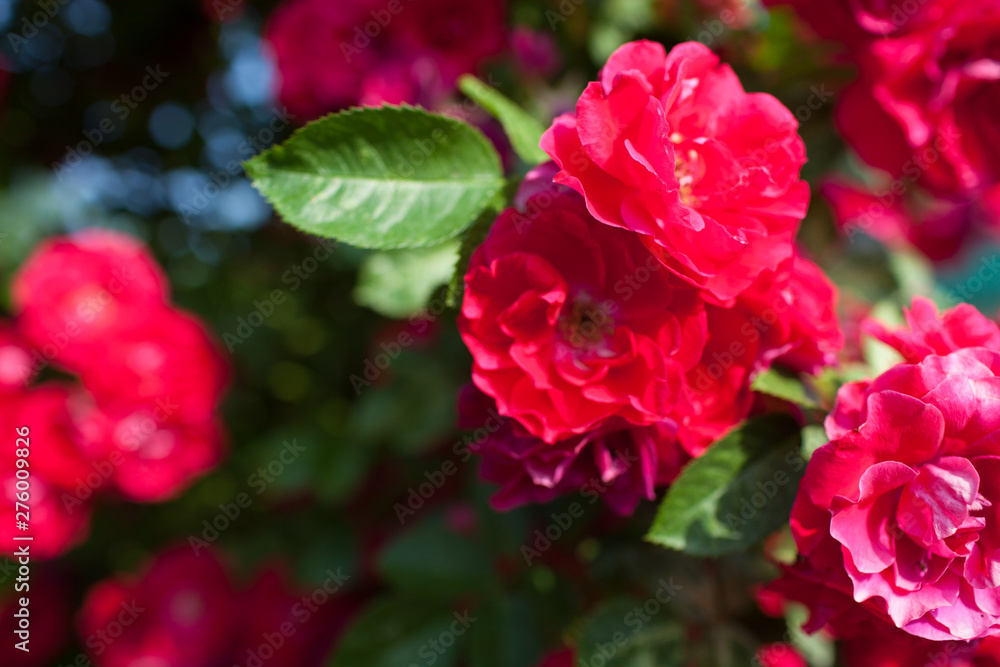 Rose flower photo. Beautiful spring or summer bloomingrose plant. Flower blossom bright image. Rose bush bloom.Selective focus, blurred background Rose flower photo. Beautiful spring or summer bloomingrose plant. Flower blossom bright image. Rose bush bloom.Selective focus, blurred background