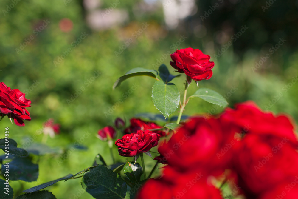 Obraz premium Rose flower photo. Beautiful spring or summer bloomingrose plant. Flower blossom bright image. Rose bush bloom.Selective focus, blurred background