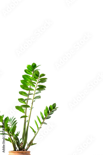 Green flower houseplant zamiokulkas or dollar tree growing in clay brown pot isolated on white textural background