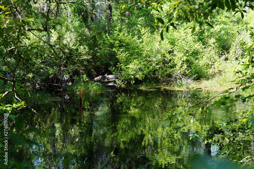 River in the forest