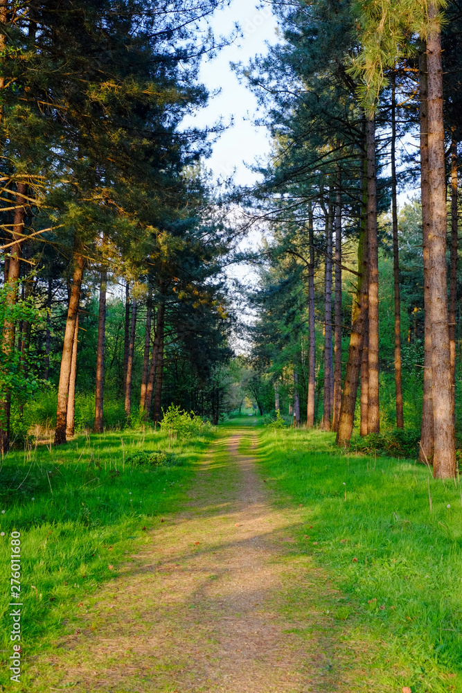 Obraz premium Sandy path through a pine forest with green grass on a sunny spring day, Rijkevorsel, Belgium
