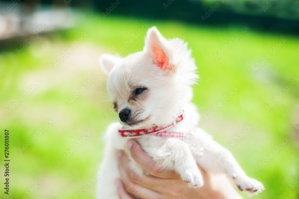 Cute chihuahua puppy on a female hand outside. On a background of green nature