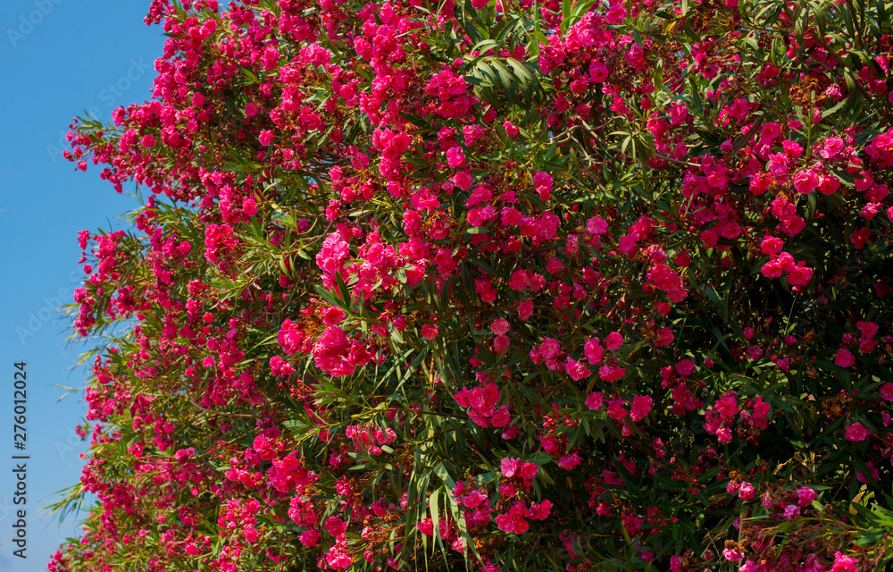  amazing red flowers of oleander against a clean blue sky in Ayia Napa Cyprus