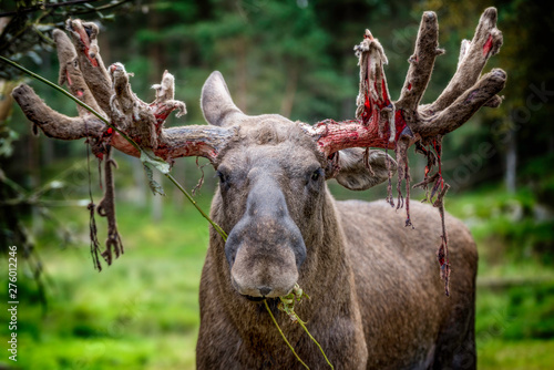 Bloody moose