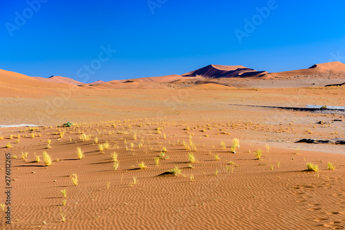 Small tufts of grass in the middle of the Namib desert  Soussusvlei  Namibia