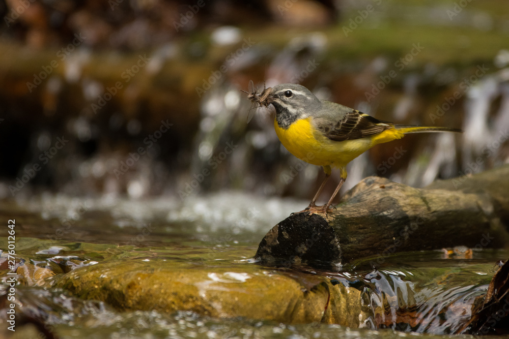 Bird on the background of a mountain stream. Grey wagtail (Motacilla cinerea). Bieszczady. Poland