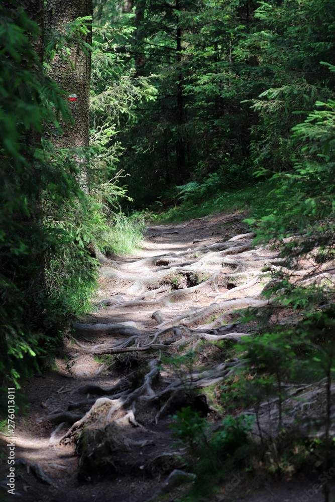 Une chemin de racine