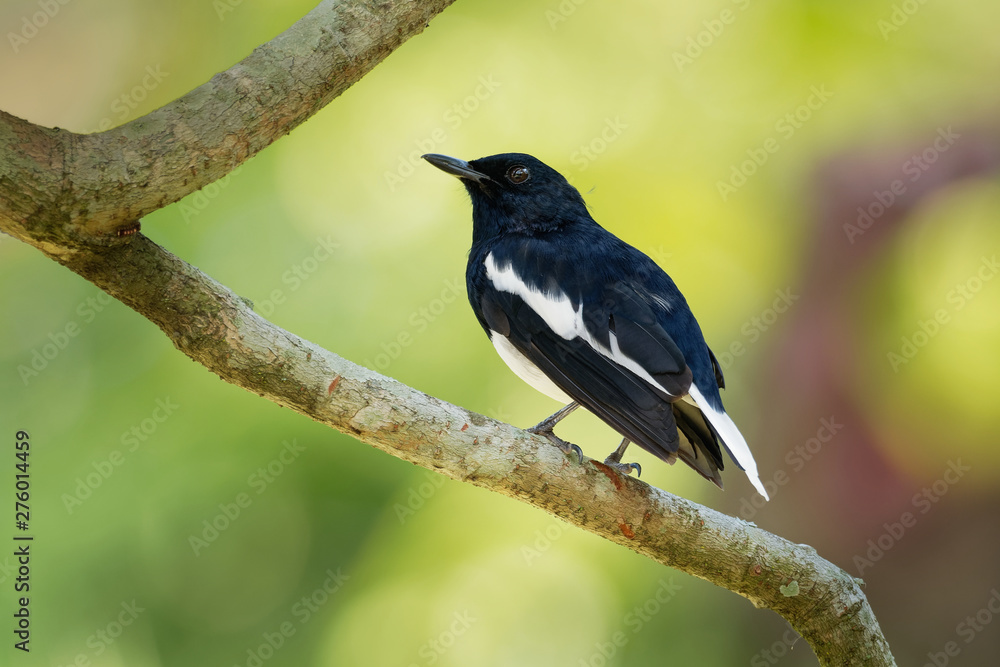 Oriental Magpie-Robin - Copsychus saularis small passerine bird that was formerly classed as a member of the thrush family Turdidae Oriental Magpie-Robin - Copsychus saularis small passerine bird that was formerly classed as a member of the thrush family Turdidae