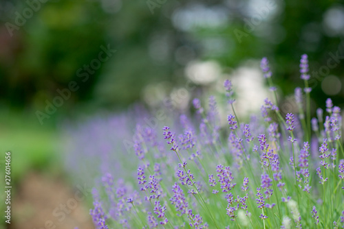 Lavender garden