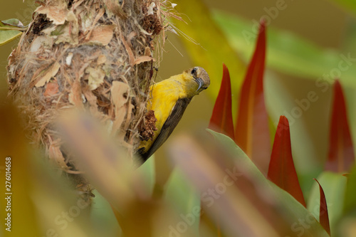 Olive-backed sunbird - Cinnyris jugularis building its nest, also known as the yellow-bellied sunbird, is a southern Far Eastern species of sunbird.