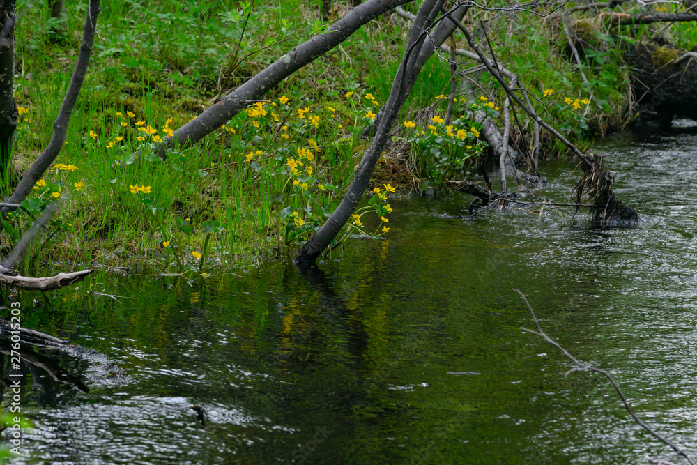 The rapids of the northern river in the tundra The rapids of the northern river in the tundra