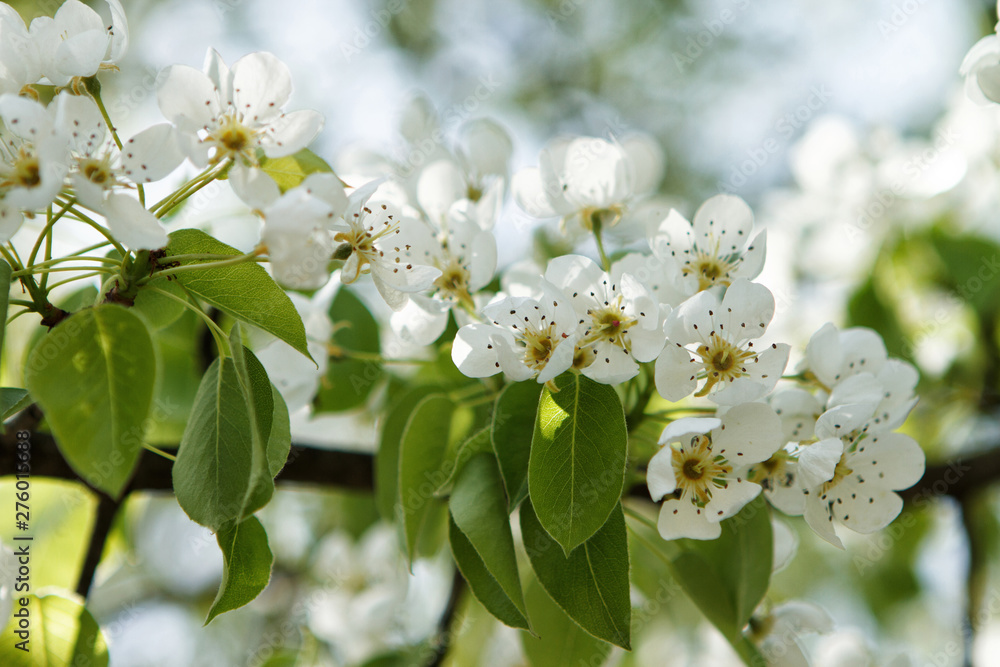 Beautiful white flowers of a blossom tree.
