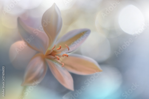 Closeup Macro Photography.Floral abstract pastel background with copy space.White flower in soft style for wedding card.Blue Nature Background.Blurred space for your text.Wedding Invitation.Pure.