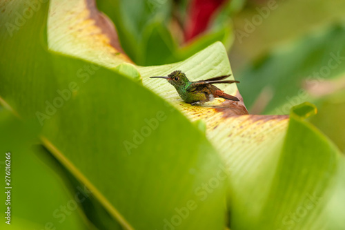  Male Broad-billed hummingbird (Cynanthus latirostris) at Las Guacamaya - Mexico photo