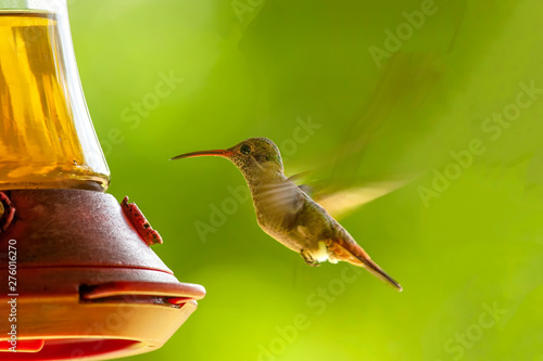 Male broad-billed hummingbird (Cynathus latirostris) at feeder in Las Guacamayas;  Mexico photo