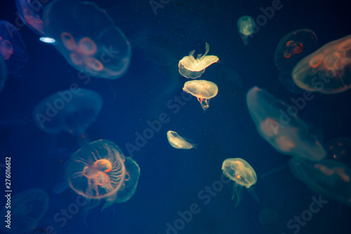 Jellyfish in the aquarium, Marine animals for research © chokniti