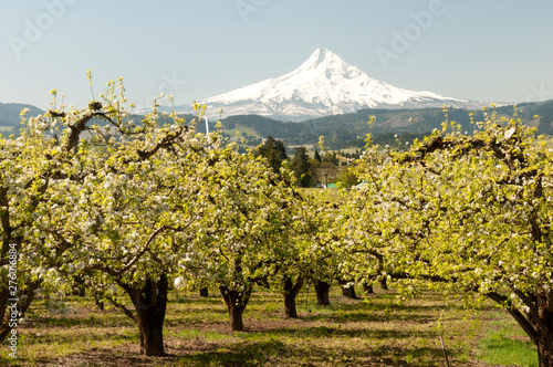 Mt Hood over a Hood River Orchard, Taken in Oregon photo