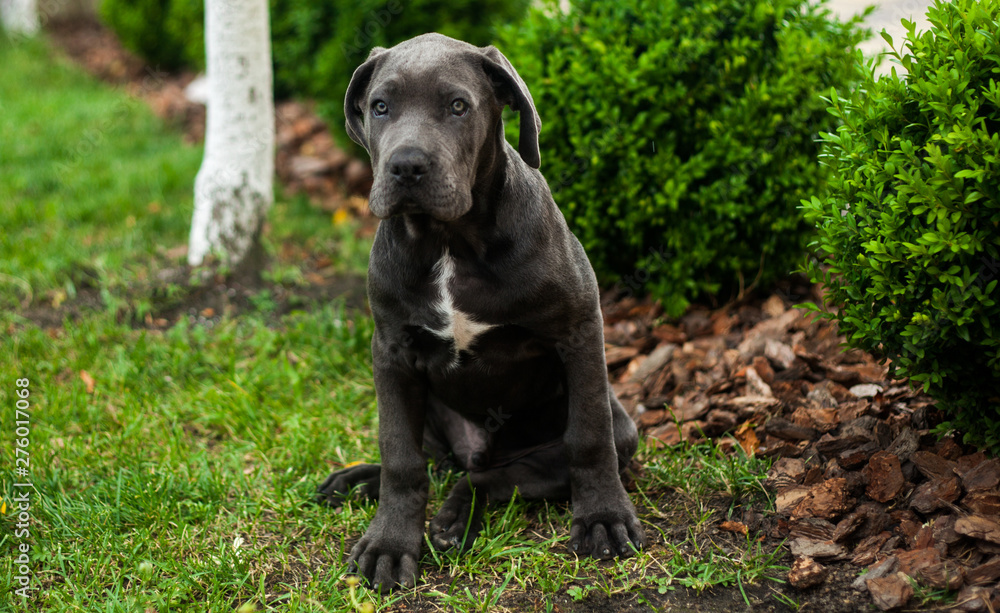 Cute cane corso puppy outdoor sitting on the green lawn