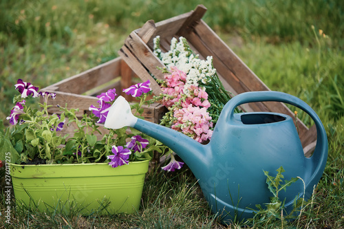 Garden tools. watering can, flower box and a bouquet of flowers in the garden © oes