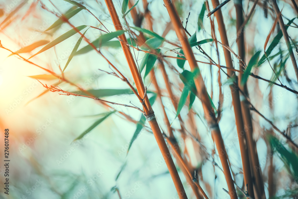 Bamboo forest closeup. Growing bamboos border design over blurred sunny background. Gardening - obrazy, fototapety, plakaty 